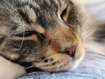 Close-up of cat sleeping
