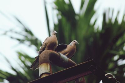 Low angle view of birds perching on metallic pipes