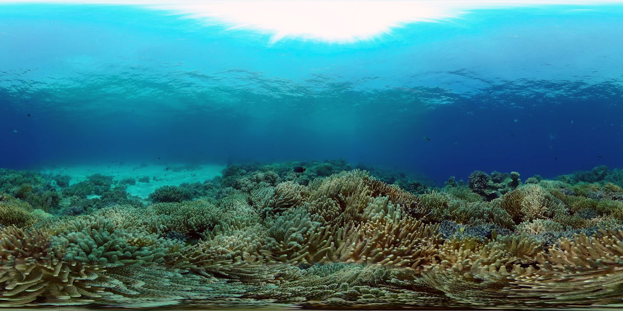 water, sea, undersea, underwater, ocean, nature, sea life, coral, animal wildlife, reef, coral reef, wildlife, natural environment, animal, animal themes, marine, beauty in nature, no people, environment, marine biology, fish, scenics - nature, blue, outdoors, water sports, tranquility, ecosystem, adventure, sports, ocean floor, sunlight