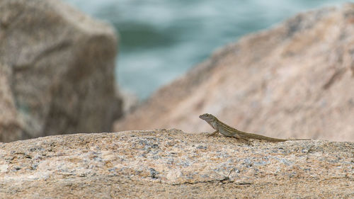 Close-up of lizard on rock