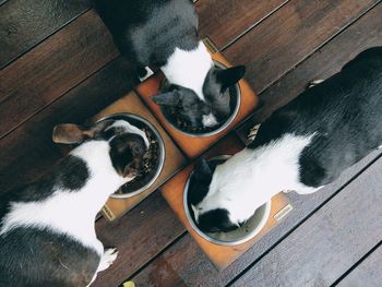 High angle view of dogs relaxing on wood