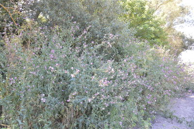 High angle view of purple flowering plants