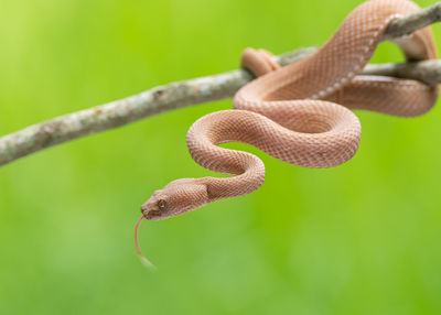 Close-up of snake