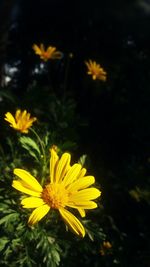 Close-up of yellow flower