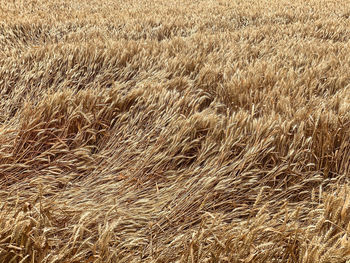 Full frame shot of wheat field