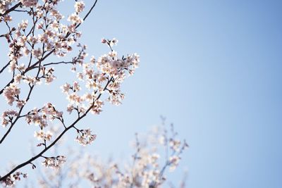 Low angle view of cherry blossom against clear sky