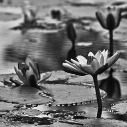 Close-up of water lily in lake