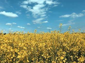 Scenic view of oilseed rape field against sky