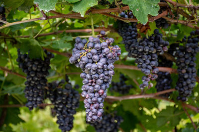 Close-up of grapes growing in vineyard