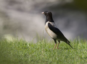 Side view of bird on grass