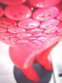 Close-up of red flower