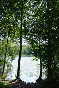 Trees by lake in forest