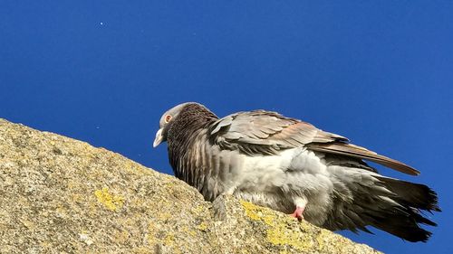 Low angle view of eagle perching on blue sky