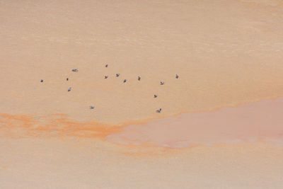 High angle view of birds on sand dune