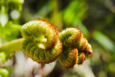 Close-up of fern outdoors