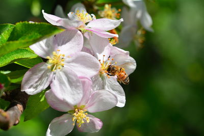 Close-up of bee pollinating on flower