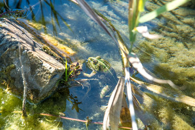 High angle view of turtle swimming in lake