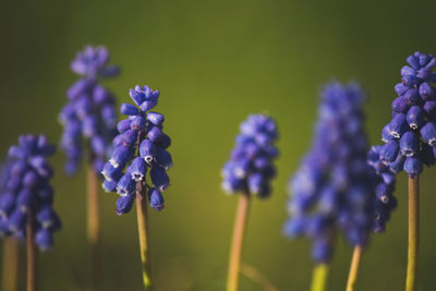 Close-up of purple flowers blooming in field