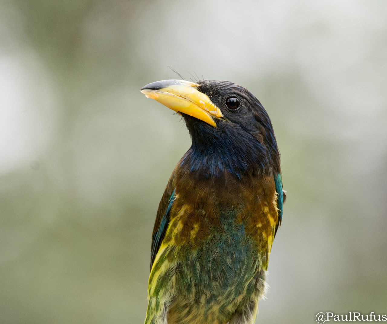 CLOSE-UP OF BIRD