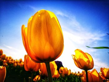 Close-up of yellow tulips against orange sky