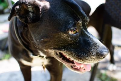 Close-up of dog looking away