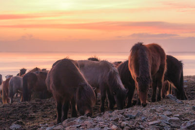 Horses in a farm