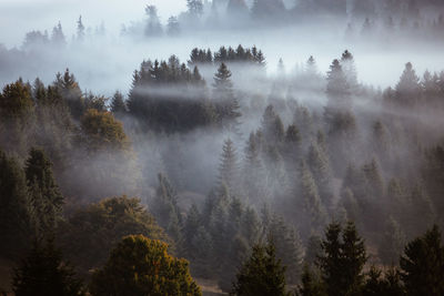 Panoramic view of forest against sky