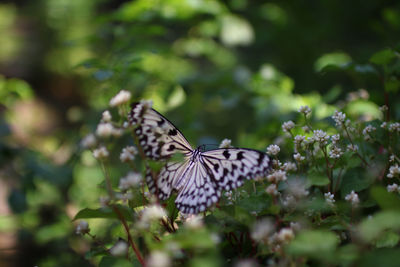 Close-up of butterfly on purple flower