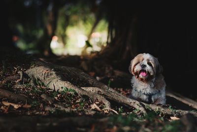 Portrait of dog sitting against tree in forest