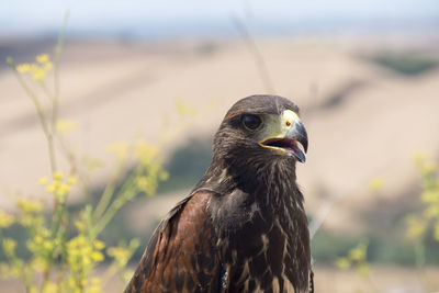 Close-up of bird