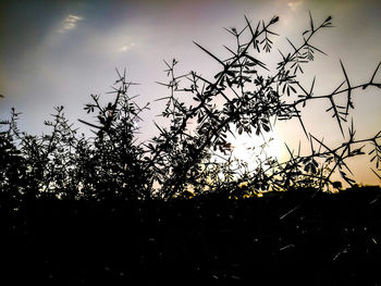 Low angle view of silhouette trees against sky