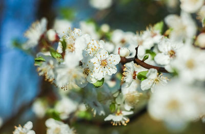 Close-up of cherry blossoms in spring