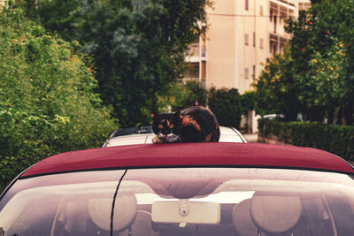 Portrait of a cat on the car roof