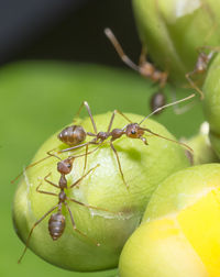 Close-up of insect on leaf