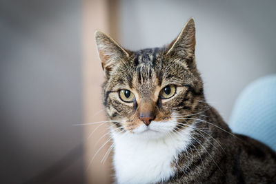 Close-up portrait of a cat at home