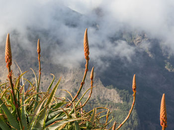 In the mountains of madeira