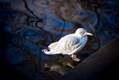Close-up of swan swimming in lake