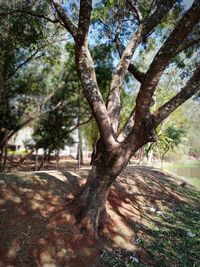 View of tree in forest