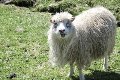 Portrait of sheep in a field