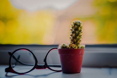 Close-up of cactus by eyeglasses on window sill