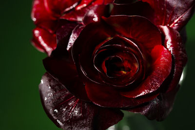 Close-up of red rose