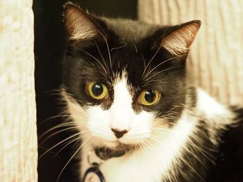 Close-up portrait of cat