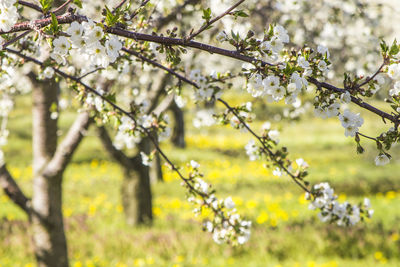 Close-up of cherry blossom tree