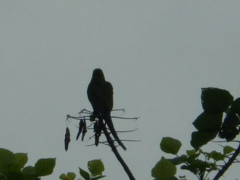 Silhouette bird perching on pole against clear sky