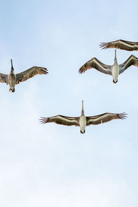 Low angle view of seagull flying in sky