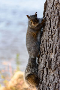 Close-up of squirrel on tree