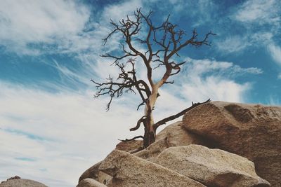 Low angle view of bare tree against sky