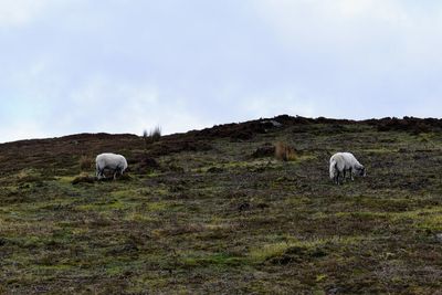 Sheep grazing in a field