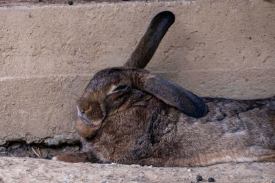 Close-up of a dog resting on wall