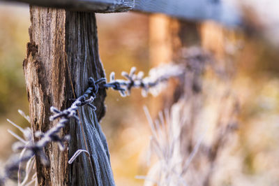 Close-up of barbed wire fence on tree during winter